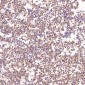 Anti-Bcl-XL BCL2L1 Rabbit Monoclonal Antibody